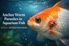 Anchor Worm Parasites in Aquarium Fish: Veterinary Identification, Safe Removal, and Effective Treatment