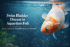 Swim Bladder Disease in Aquarium Fish: Causes, Diagnosis, and Prevention of Buoyancy Disorders