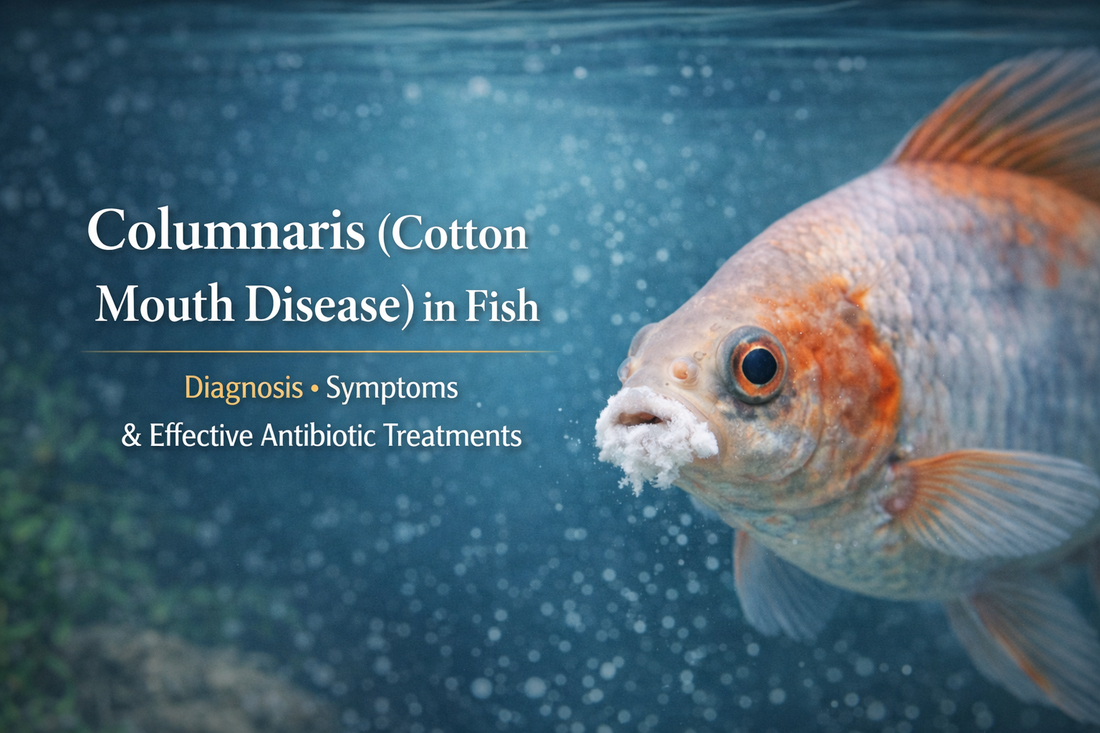 Columnaris (Cotton Mouth Disease) in Fish: Diagnosis, Symptoms & Effective Antibiotic Treatments