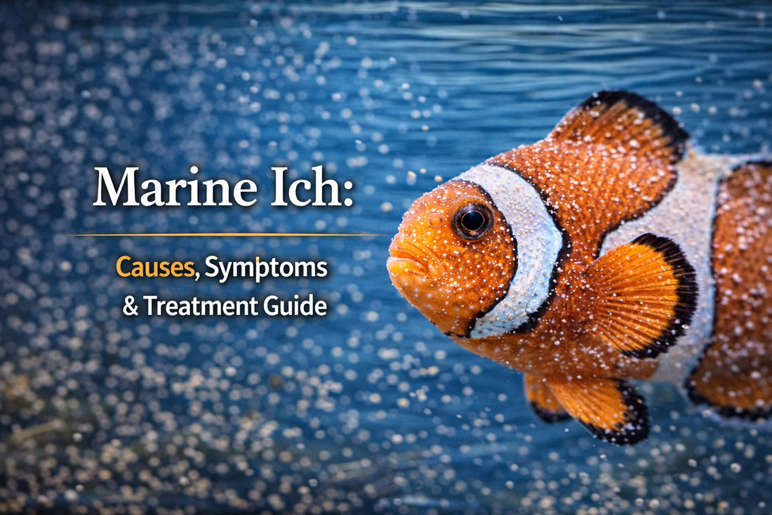 Marine Ich: Causes, Symptoms & Treatment Guide