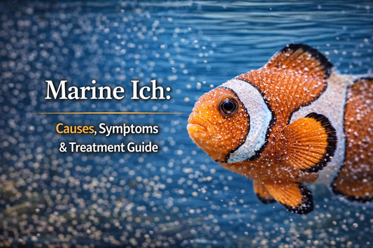 Marine Ich: Causes, Symptoms & Treatment Guide