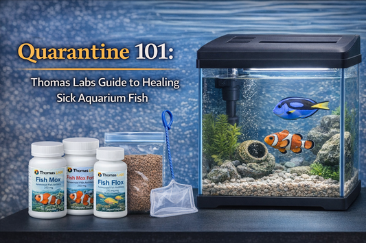 Quarantine 101: Thomas Labs Guide to Healing Sick Aquarium Fish
