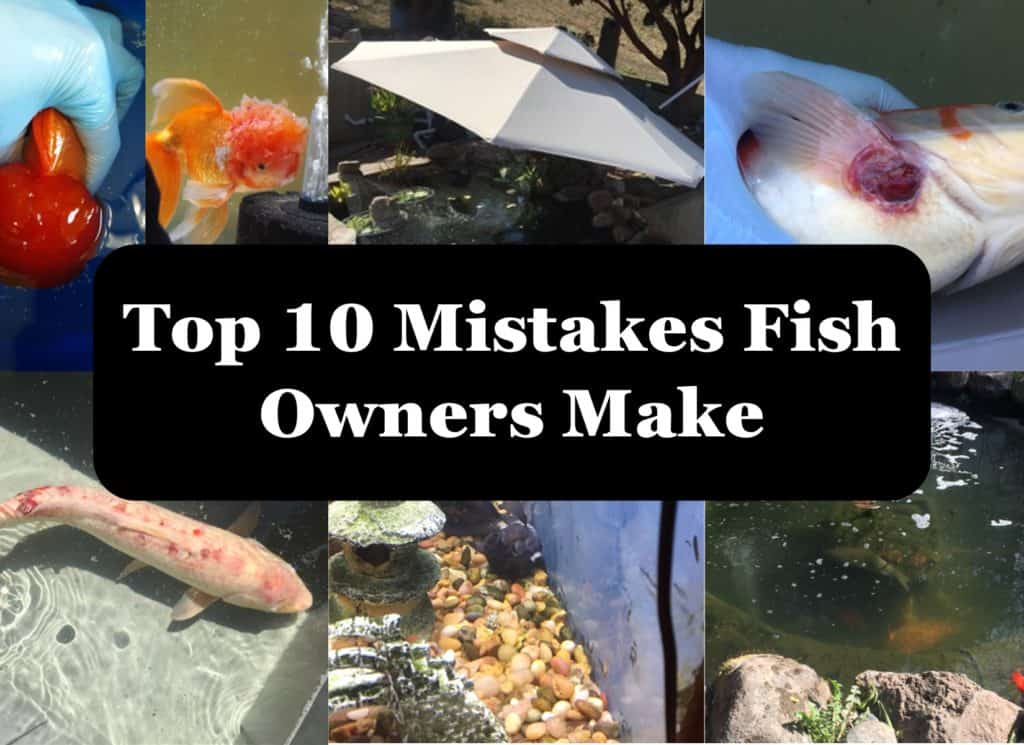 Top 10 Common Aquarium Mistakes & How to Avoid Them - Thomas Labs fish antibiotics