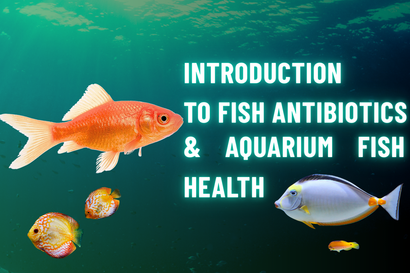 Introduction to Fish Antibiotics & Aquarium Fish Health